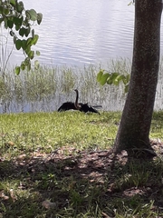 Anhinga