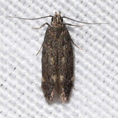 Monochroa pullusella