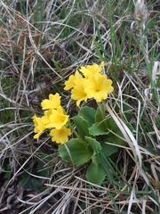 Primula auricula