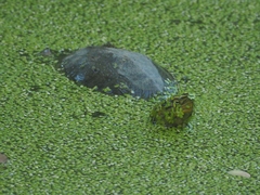 Cuora amboinensis kamaroma