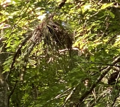 Tillandsia bartramii