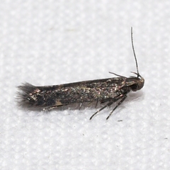 Monochroa pullusella