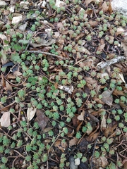Sedum pallidum