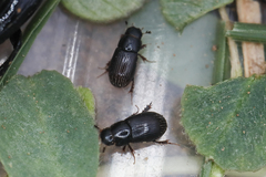 Plagiogonus arenarius