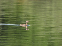 Tachybaptus ruficollis