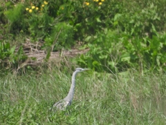 Ardea cinerea