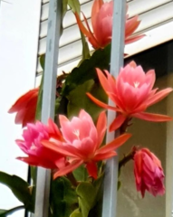 Disocactus phyllanthoides