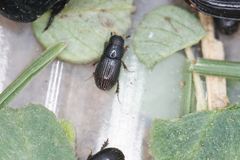 Plagiogonus arenarius
