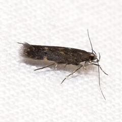 Monochroa pullusella