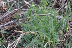 Polemonium caeruleum