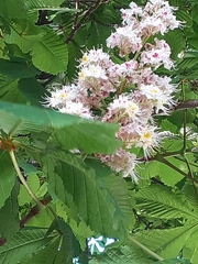 Aesculus hippocastanum