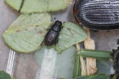 Plagiogonus arenarius