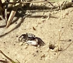 Minuca longisignalis