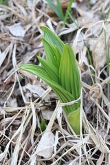 Veratrum nigrum