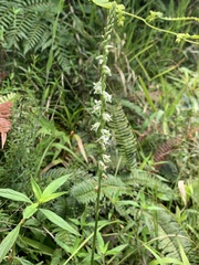 Spiranthes torta