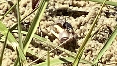 Minuca longisignalis