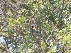 Merops apiaster