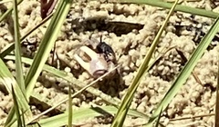 Minuca longisignalis