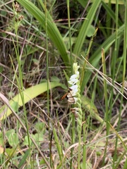 Spiranthes torta
