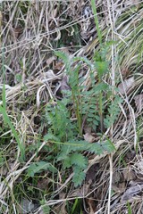 Polemonium caeruleum