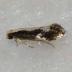Monopis dorsistrigella