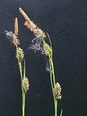 Carex hostiana