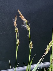 Carex hostiana