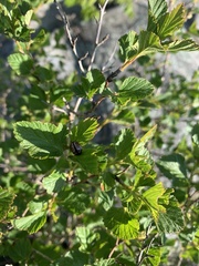 Calligrapha spiraeae
