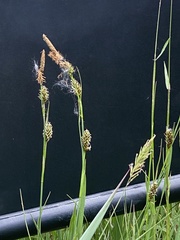 Carex hostiana