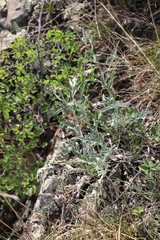 Psephellus sibiricus