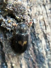 Biphyllus lunatus