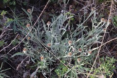 Psephellus sibiricus