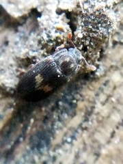 Biphyllus lunatus