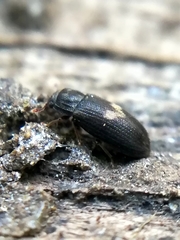 Biphyllus lunatus