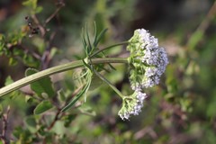 Valeriana rossica