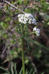 Valeriana rossica