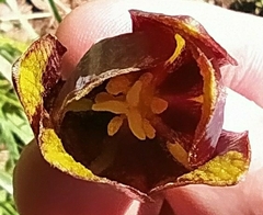 Fritillaria oranensis