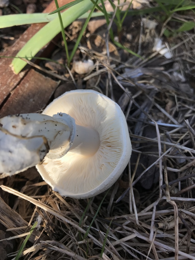 Leucocoprinus leucothites · May 2022 · photo: © luisparravicini (iNaturalist, cc-by)