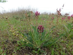 Astragalus brachycarpus