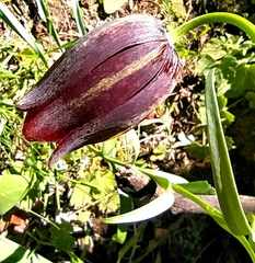 Fritillaria oranensis