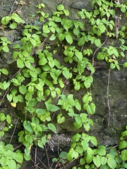Hydrangea petiolaris