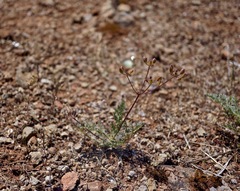 Lomatium congdonii