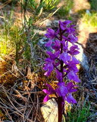 Orchis olbiensis