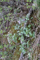 Physochlaina physaloides