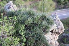 Ephedra equisetina