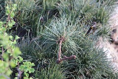 Ephedra equisetina
