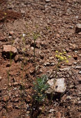 Lomatium congdonii