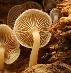 Trichocybe