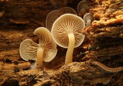 Trichocybe