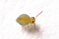 Sminthurinus henshawi